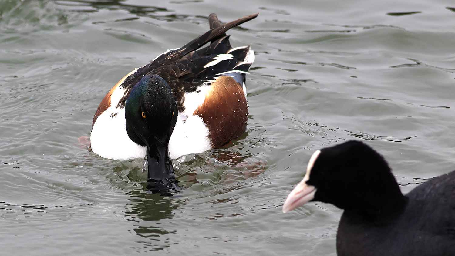 Northern Shoveler